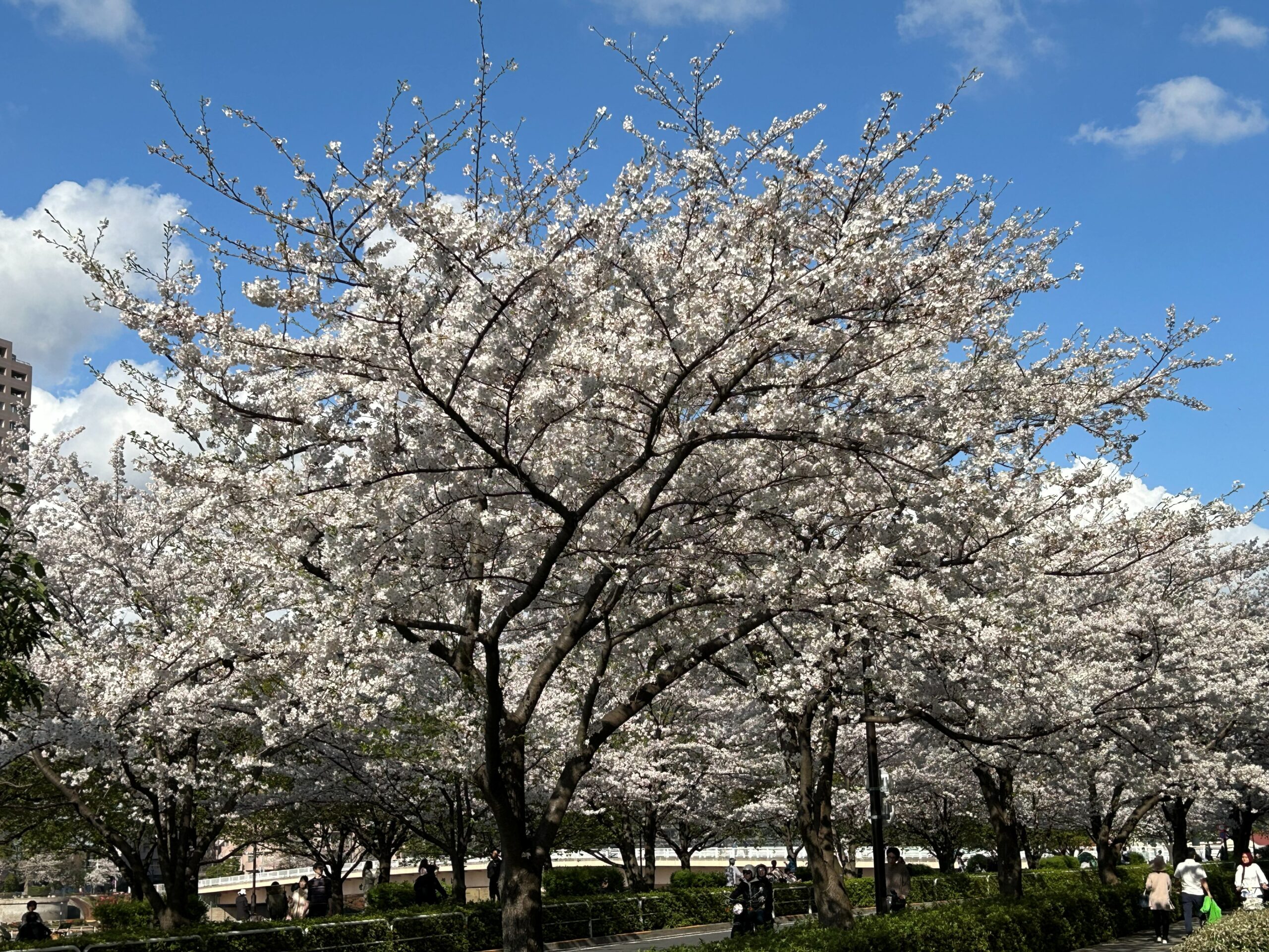 転職を決断した2024年4月の満開の桜