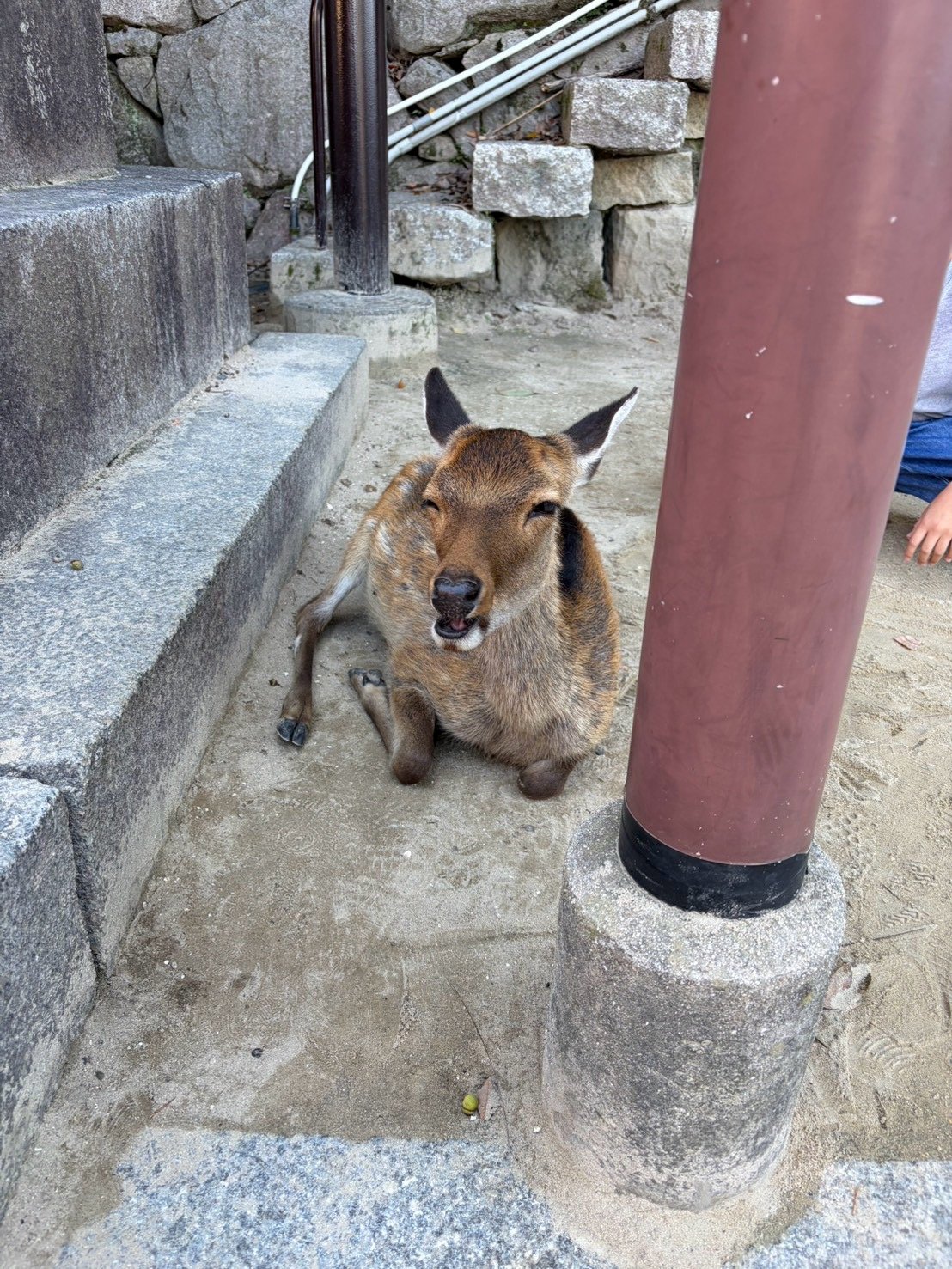 宮島の鹿